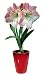 Outdoor Living : Apple Blossom Amaryllis in Red Ceramic Vase