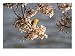 Prothonotary Warbler on a Blooming Cherry Tree Branch Animals Photographic Poster Print by Charles Kogod, 16x12