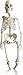 Herindera Human Skeleton without Stand Normal Quality RS.1250.00