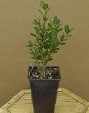 Boxwood 'Korean' Pre-Bonsai Tree Buxus 4 inch pot