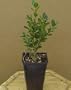 Boxwood 'Korean' Pre-Bonsai Tree Buxus 4 inch pot