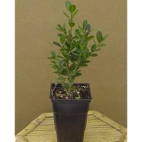 Boxwood 'Korean' Pre-Bonsai Tree Buxus 4 inch pot