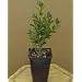 Boxwood 'Korean' Pre-Bonsai Tree Buxus 4 inch pot
