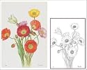大人の塗り絵 ジグソー ひなげし 300ピース