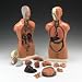 Anatomical Chart Co. Budget Peter/Petra Torso Model # CMT3