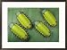 A group of blue-nose caterpillars Subject Framed Art Poster Print by Darlyne A. Murawski, 29x21
