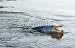 Wallmonkeys Peel and Stick Wall Decals - Pike on Hook in Water - Removable Graphic
