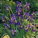 Caesar's Brother Siberian Iris