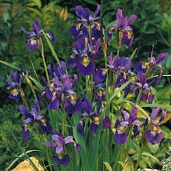 Caesar's Brother Siberian Iris