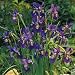 Outdoor Living : Caesar's Brother Siberian Iris