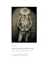 Still: Cowboys at the Start of the Twenty-First Century (The M.K. Brown Range Life)