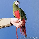 FlightSuit w/Leash XSmall-Wide Color