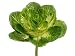 12 Flowering Cabbage Stem Two Tone Green (Pack of 12)