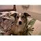 Gifts for dog lovers