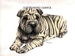 Shar-Pei Puppy - 9x12 Drawing by Cindy Farmer