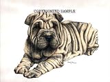 Shar-Pei Puppy - 9x12 Drawing by Cindy Farmer