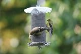 1 Quart Forever Nyjer Feeder - Clear