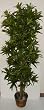 6' Dracaena Reflexa Tree on "Real Wood"