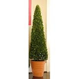 Preserved Boxwoods 58" Preserved Greens Cone Topiary