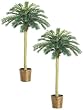 TWO 6' Phoenix Palm Tree in Basket Green