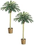 TWO 6' Phoenix Palm Tree in Basket Green