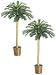 TWO 6' Phoenix Palm Tree in Basket Green