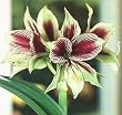 Amaryllis Papillio (butterfly)