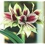 Amaryllis Papillio (Butterfly) 24+cm Bulb