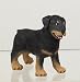   - Rottweiler Puppy
