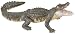 Wild Safari Jungle - Alligator Image