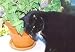 Catnip Plant - Nepeta - INSIDE OR OUTSIDE - 4" pot