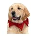 Pet Supplies : Glittery Red Bell Scrunchy Collar