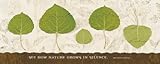 IMAGE OF Nature Grows Finest LAMINATED Print Wild Apple Studio 20x8