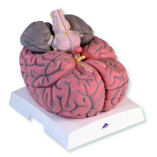 3B Scientific VH409 14 Part Giant Brain Model, 2.5 Times Full-Size, 13.4" Length x 11.8