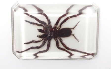 Lucite Treasures Tarantula Buckle Rectangular White
