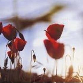 In The Afternoon