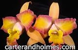 Lc Island Springs 'Lenette'