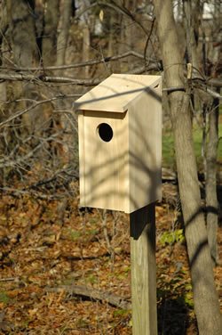 Screech Owl Joy Box Birdhouse