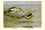 Canvas Print, Egyptian and Orinoco Goose - 18 x 12