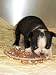 Recipes for Your Dog's Diet and Care