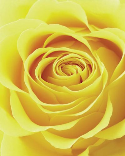 Yellow Rose (Close Up) Art Poster Print - 16" X 20"