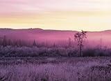 MAGIC HOUR-