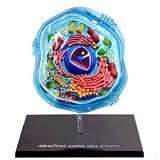 4D Science Animal Cell Anatomy Model