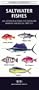 Saltwater Fishes of North America (Pocket Naturalist)