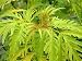 Sambucus Sutherland Gold 3L