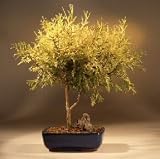 Gold Thread Cypress - Large.(chamaecyparis pisifera 