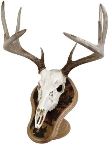 Walnut Hollow Country Deluxe Euro Skull Display Kit, Oak with Leaves by Walnut Hollow Country