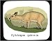 Mouse Pad with deer, duiker, africa, eat, grimmia, antelope, sylvicapra, common, animal