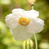 41ZBtutLD3L. SL160  20 Seeds, Poppy White Himalayan (Meconopsis betonicifolia) Seeds By Seed Needs