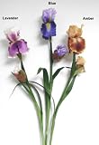 Bearded Iris, Single w/Bud & Leaves